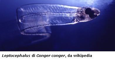 Larva Conger conger